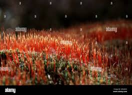 Attēlu rezultāti vaicājumam “Pohlia nutans sporophyte”