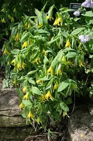 Attēlu rezultāti vaicājumam “Uvularia grandiflora”