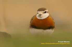 Image result for Charadrius asiaticus