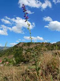 Attēlu rezultāti vaicājumam “Campanula bononiensis”