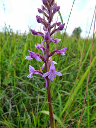 Attēlu rezultāti vaicājumam “Gymnadenia conopsea”