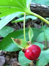 Attēlu rezultāti vaicājumam “Galium triflorum fruit”