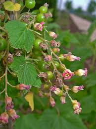 Attēlu rezultāti vaicājumam “Ribes nigrum flower”