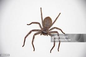 Attēlu rezultāti vaicājumam “Sparassidae”