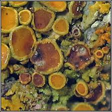 Attēlu rezultāti vaicājumam “Lichenoconium xanthoriae”