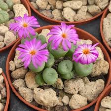 Attēlu rezultāti vaicājumam “Craterium minutum young”