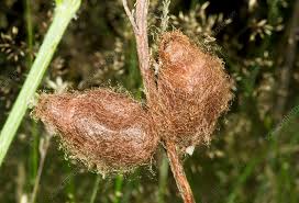 Attēlu rezultāti vaicājumam “Saturnia pavonia cocoon”