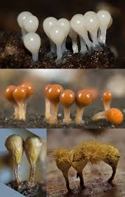 Attēlu rezultāti vaicājumam “Trichia decipiens”