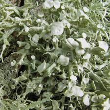Attēlu rezultāti vaicājumam “Ramalina fastigiata”