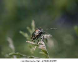 Attēlu rezultāti vaicājumam “Eurydema dominulus imago”