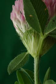 Attēlu rezultāti vaicājumam “Trifolium medium bud”