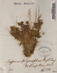 Attēlu rezultāti vaicājumam “Campylium chrysophyllum”