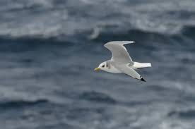 Attēlu rezultāti vaicājumam “Rissa tridactyla adult”