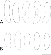 Attēlu rezultāti vaicājumam “Basidioradulum radula”