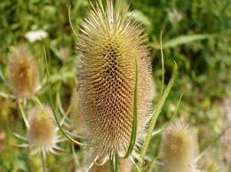 Attēlu rezultāti vaicājumam “Dipsacus fullonum”