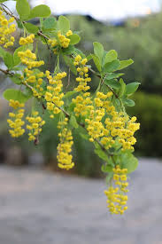 Attēlu rezultāti vaicājumam “Berberis vulgaris flower”