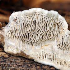 Attēlu rezultāti vaicājumam “Datronia mollis”