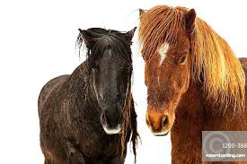 Attēlu rezultāti vaicājumam “Equus ferus caballus”