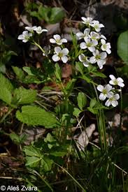 Attēlu rezultāti vaicājumam “Cardamine amara flower”