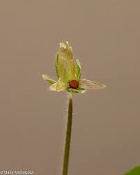 Attēlu rezultāti vaicājumam “Stellaria media bud”