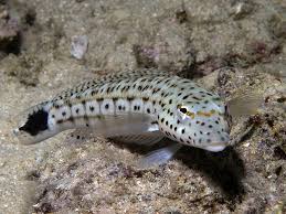 Attēlu rezultāti vaicājumam “Xanthogramma sp.”