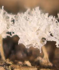 Attēlu rezultāti vaicājumam “Leocarpus fragilis stalked”