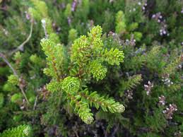 Attēlu rezultāti vaicājumam “Empetrum nigrum leaf”
