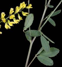 Attēlu rezultāti vaicājumam “Melilotus officinalis”