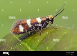 Attēlu rezultāti vaicājumam “Micropterix aureatella”