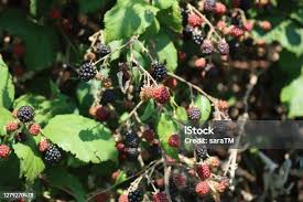 Attēlu rezultāti vaicājumam “Rubus plicatus fruit”