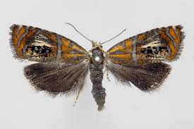 Attēlu rezultāti vaicājumam “Olethreutes arcuella”