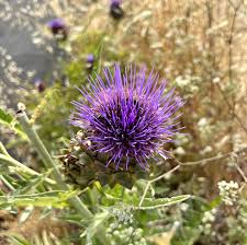 Attēlu rezultāti vaicājumam “Silybum marianum fruit”