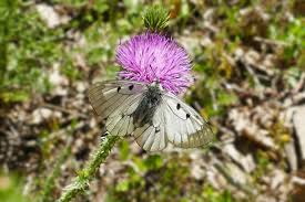 Attēlu rezultāti vaicājumam “Parnassius mnemosyne underside”