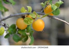 Attēlu rezultāti vaicājumam “Malus x zumi”