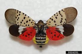 Attēlu rezultāti vaicājumam “Lycogala asperum”