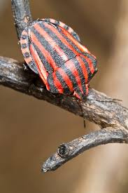Attēlu rezultāti vaicājumam “Graphosoma lineatum”