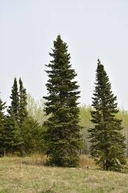 Attēlu rezultāti vaicājumam “Picea”