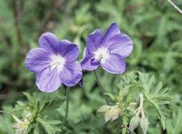 Attēlu rezultāti vaicājumam “Geranium bohemicum flower”