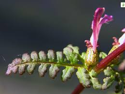 Attēlu rezultāti vaicājumam “Pedicularis palustris flower”