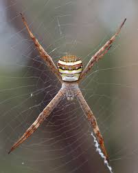 Image result for st andrews cross spider