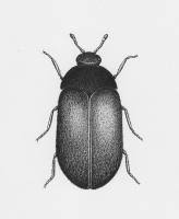 Attēlu rezultāti vaicājumam “Attagenus smirnovi”