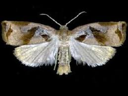 Attēlu rezultāti vaicājumam “Archips podana female”