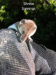 Attēlu rezultāti vaicājumam “Sorex sp.”