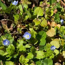 Attēlu rezultāti vaicājumam “Veronica persica flower”