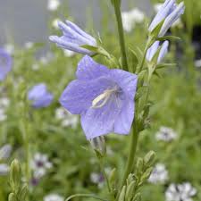 Attēlu rezultāti vaicājumam “Campanula persicifolia”
