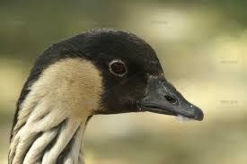 Attēlu rezultāti vaicājumam “Branta canadensis adult”