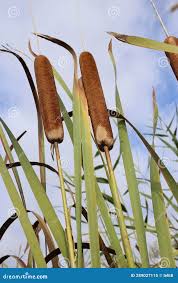 Attēlu rezultāti vaicājumam “Typhaceae”