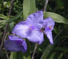 Attēlu rezultāti vaicājumam “Tradescantia virginiana flower”