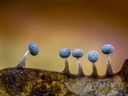 Attēlu rezultāti vaicājumam “Collaria rubens macro”