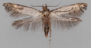 Attēlu rezultāti vaicājumam “Epermenia falciformis”